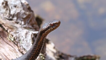 Fototapeta premium Adder snake with red eyes and zigzag pattern on its back near water keywords: adder, viper