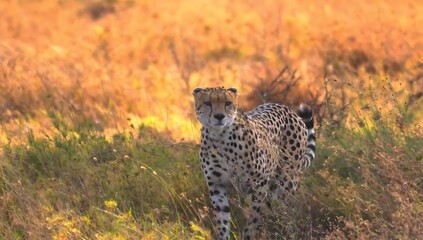 Naklejka premium Cheetah walking through dry golden savanna grass at sunset, looking forward keywords: cheetah