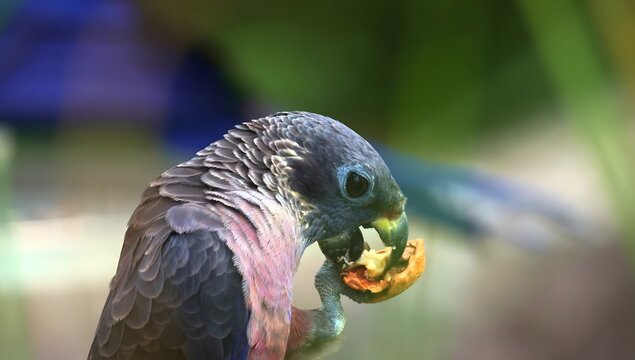 Close-up of a dusky pionus parrot eating a piece of fruit in a lush green jungle setting
