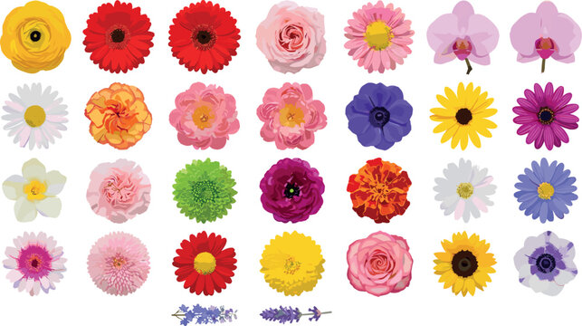 Big Collection of Colorful Flower Head Vector Icons Featuring Rose Daisy Orchid Sunflower Gerbera and Carnation Blooms for Botanical Graphic Designs