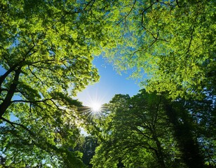 Fototapeta premium sunlight dappled through leaves lush canopy blue sky low angle park scene peaceful view