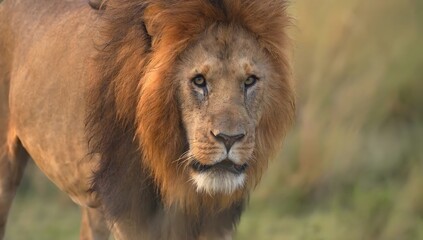 Male lion with golden mane gazing forward in african savannah landscape © Sahtaj Chowdhury