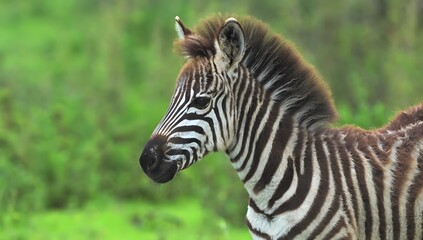 Young zebra's head and mane in profile against green background, keywords: zebra, young, zebra © Sahtaj Chowdhury