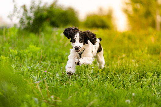Black and white spaniel puppy walking through green grass carrying a small stick.