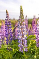 Obraz premium Lupines growing in a field, NB, Canada.