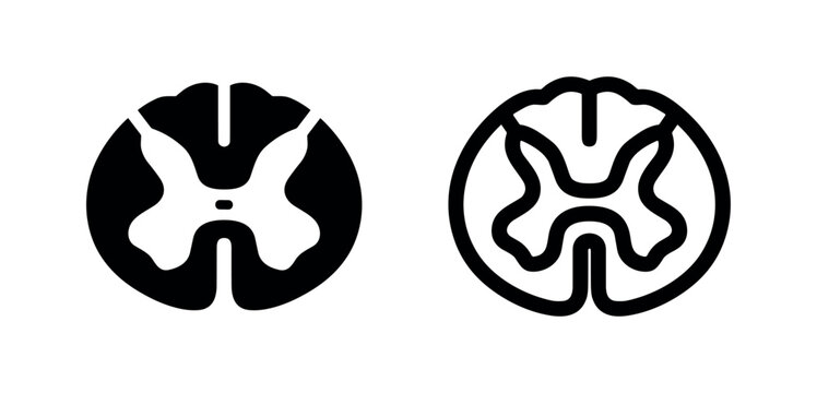 Spinal Cord Cross Section Icon - Neuroscience Anatomy Vector