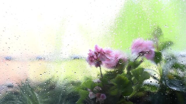 Raindrops and heavy condensation cover a window pane. Pink zonal geranium flowers and green leaves are visible behind the blurry wet glass with a bright outdoor background.