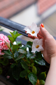 A woman inspects Mandevilla flowers and leaves for plant diseases or pests in a balcony planter. Close-up of hands checking houseplant health and condition.
