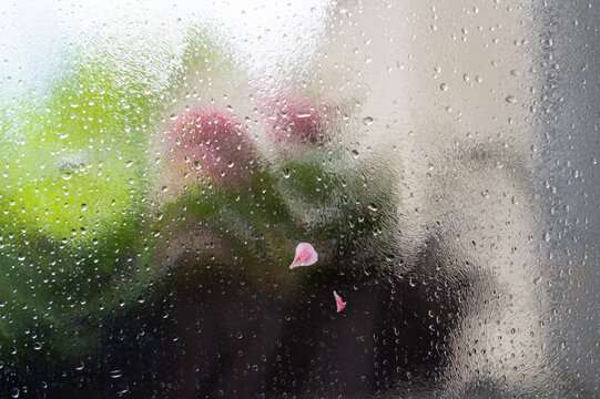 Raindrops and condensation cover a window pane from the outside. Pink Pelargonium flowers and green leaves are visible behind the wet glass.