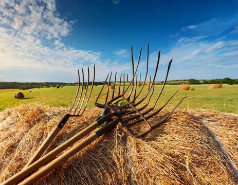 hay stack or haystack hayforks for horse feed on blue sky background mowed dry grass hay in stack or haystack on farm field hay pile stack farmer mowed for animal feeding big haystack harvest