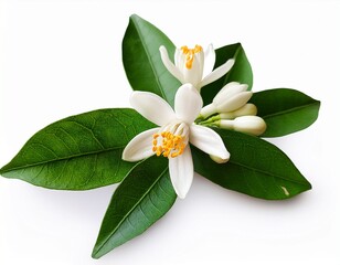 Naklejka premium neroli citrus aurantium flower isolated on white fresh white neroli flowers green leaf natural orange flower for attar perfume neroli essential oil isolated macro closeup flowers buds leaf