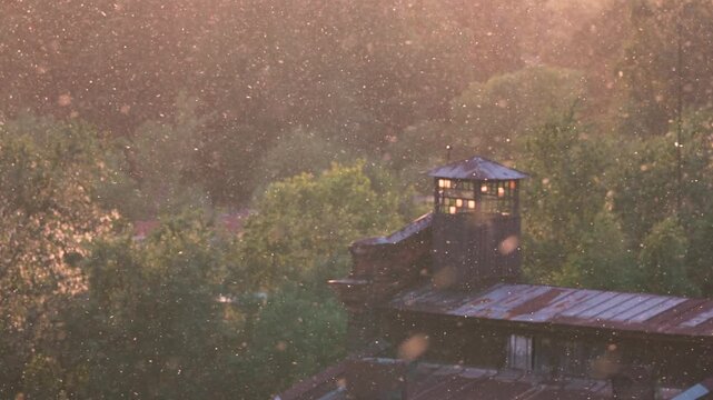 Fluffy poplar seeds flying in air at summer evening. Poplar, willow, aspen fluff is dangerous because it is major carrier of pollen, common cause of household fires, threat to eye health. 