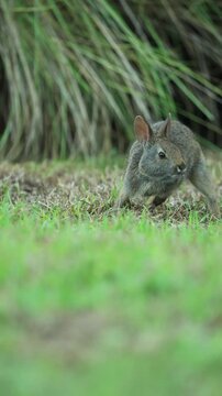 Adorable Marsh Rabbit Jumping Play Session 