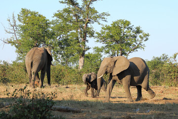Fototapeta premium Afrikanischer Elefant / African elephant / Loxodonta africana