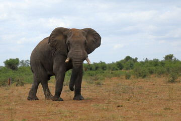 Fototapeta premium Afrikanischer Elefant / African elephant / Loxodonta africana