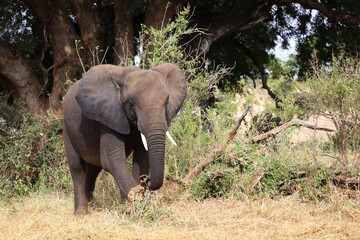 Obraz premium Afrikanischer Elefant / African elephant / Loxodonta africana