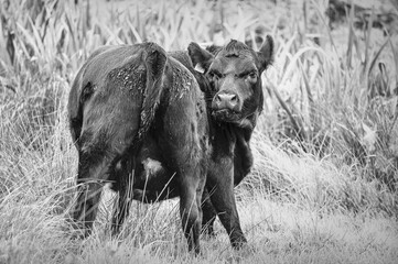 Curious Calf in Meadow Fine Art Black and White © Rafal