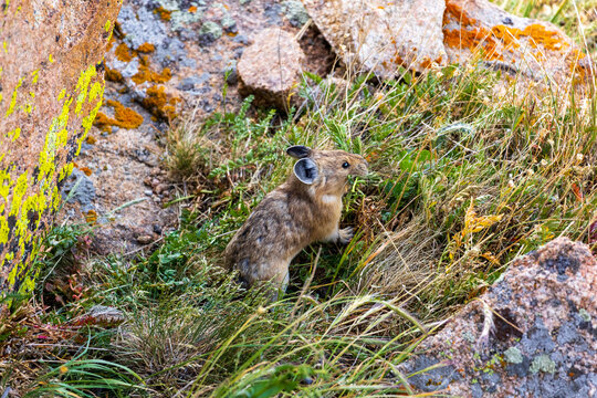 Pika