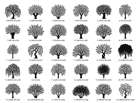 Willow Tree Silhouettes Collection for Landscape Design and Botanical Illustrations