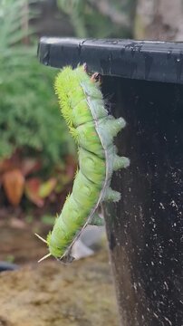 Vertical Close-Up Video of Plump Io Moth Stinging Caterpillar, Automeris Io Hanging 