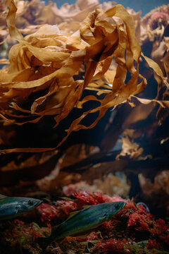 Two fish swim beneath large flowing kelp fronds surrounded by red algae. The composition captures the dynamic movement of marine vegetation.
