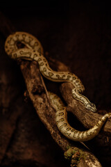Naklejka premium A light‑colored snake with dark markings lies coiled on a rough wooden branch inside a terrarium. Warm lighting enhances the reptile’s scale pattern.