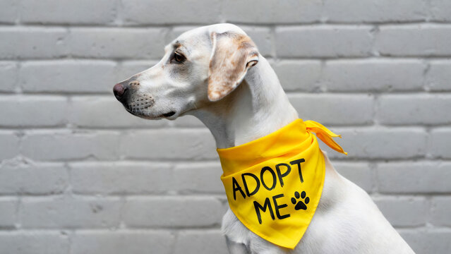 White pointer dog with adoption sign bandana sitting against brick wall, promoting pet rescue and animal welfare awareness