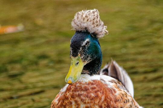 Portrait of a crested duck who seems to be wearing an amazing feather hat.
kind of Mallard duck.