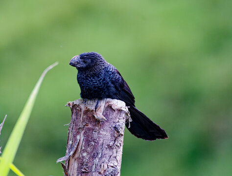 Portrait of a Smooth-billed Ani perched on a wood stick.