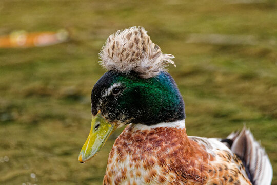 Portrait of a crested duck in profile who seems to be wearing an amazing feather hat.
