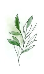 Fototapeta premium Minimalist botanical illustration of green leafy branch with watercolor wash on isolated white background, suitable for design projects, home decor, and print applications.