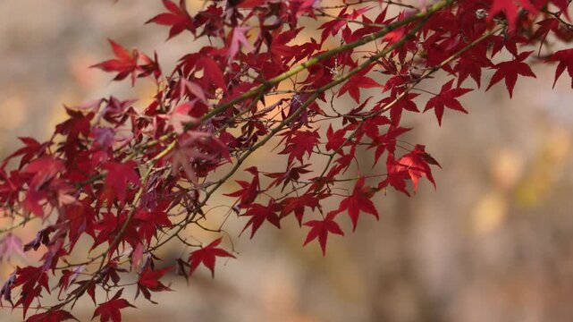 Autumn maple leaves background fall foliage nature landscape 대한민국 한국 가을 단풍 단풍나무 단풍잎 낙엽 나뭇잎 계절 변화 절정 산 명산 등산 국립공원 수목원 숲 산책로 공원 자연 풍경 야외 여행지 관광지 명소 아날로그 감성 평화로운 분위기 주말 여행 출사 라이프스타일 여가 휴식 힐링 클로즈업 디테일 패턴 