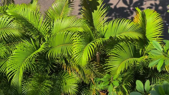 Top down view of Dypsis lutescens areca palm tree fronds swaying gently in the wind with sun shadows on the ground.
