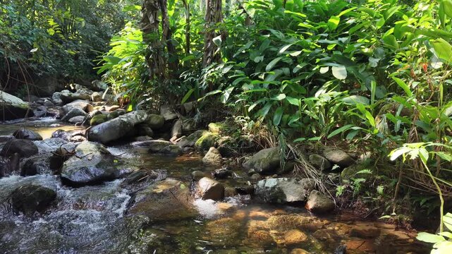 Stream Flowing Through a Dense Green Tropical Forest