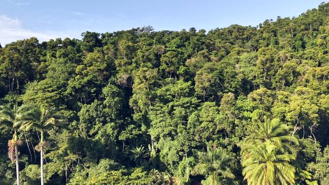 Aerial Canopy View of a Tropical Rainforest