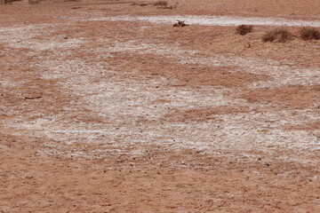 Fototapeta premium White Salt Deposits on Desert Ground