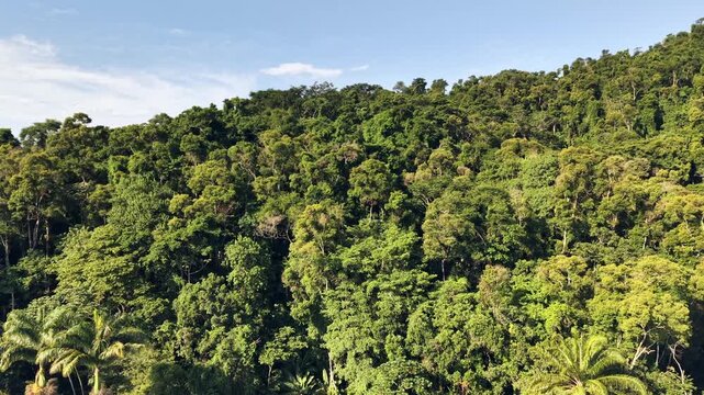 Green Mountainside Forest Overlooking the Bay
