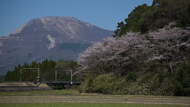 桜咲く伊吹山麓を走る東海道新幹線N700A（東海道新幹線 岐阜羽島 - 米原, 2026年4月）