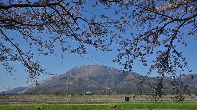 桜咲く伊吹山麓を走る東海道新幹線N700A（東海道新幹線 岐阜羽島 - 米原, 2026年4月）