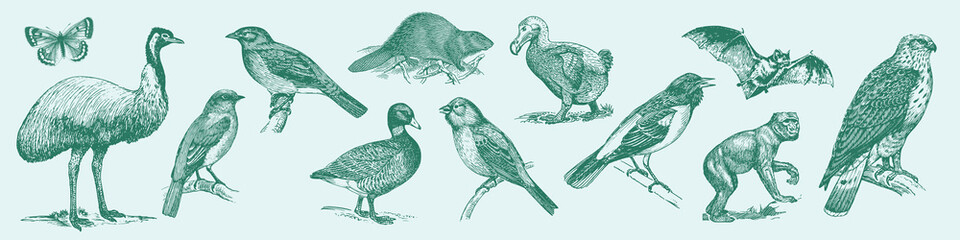 Vector illustration of various birds and animals in a vintage style. © Rawpixel.com