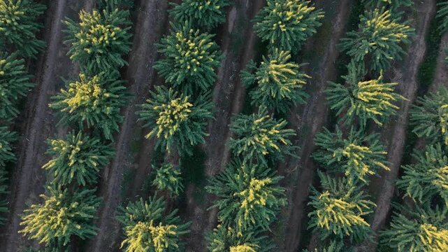Agricultural geometry and rotation: Top-down aerial ascent with 45-degree yaw rotation over aligned almond tree rows at sunset.
