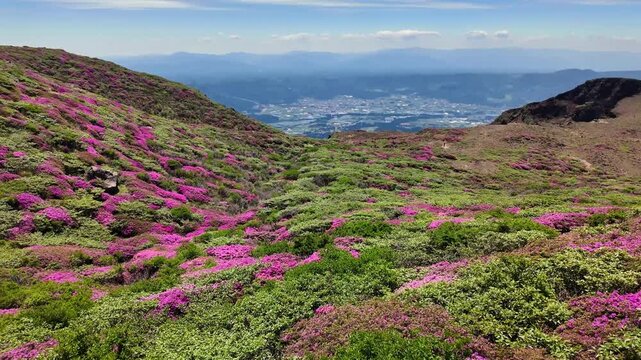阿蘇のミヤマキリシマと天狗の舞台
