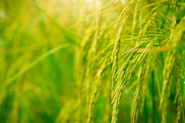 Fototapeta premium Selective focus on ear of rice. Green paddy field. Rice plantation. Organic rice farm in Asia. Rice price in the world market concept. Beautiful nature of farm land. Paddy field. Plant cultivation.