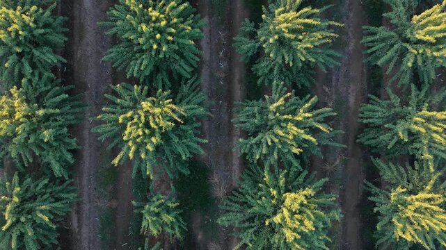 Canopy pattern in agroindustry: Top-down aerial drone ascent over structured almond tree plantation.