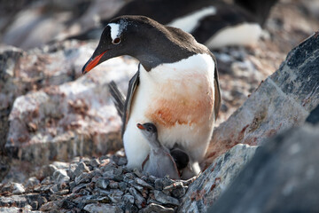 penguin and chicks © alexdsarrazin