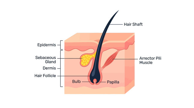 Detailed anatomical illustration of a hair follicle and its components within the skin, including the epidermis, dermis, and hair shaft.