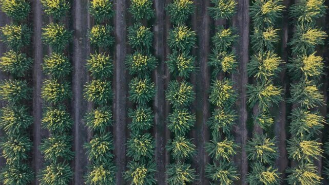 Agrarian geometric pattern: Top-down aerial drone tracking shot forward over almond orchard at sunset.