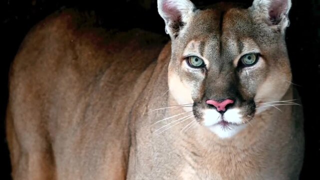 Portrait of a Majestic Cougar with Piercing Eyes in the Dark