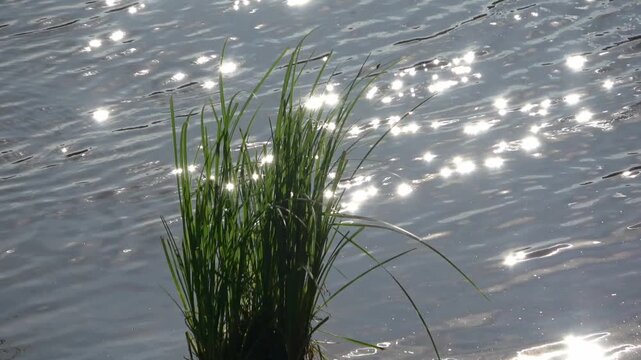 Green grass clump in sparkling river water