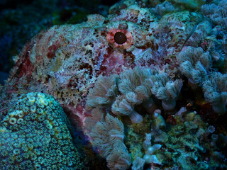 Macro of stonefish of Gili Meno, Lombok © taffpixture